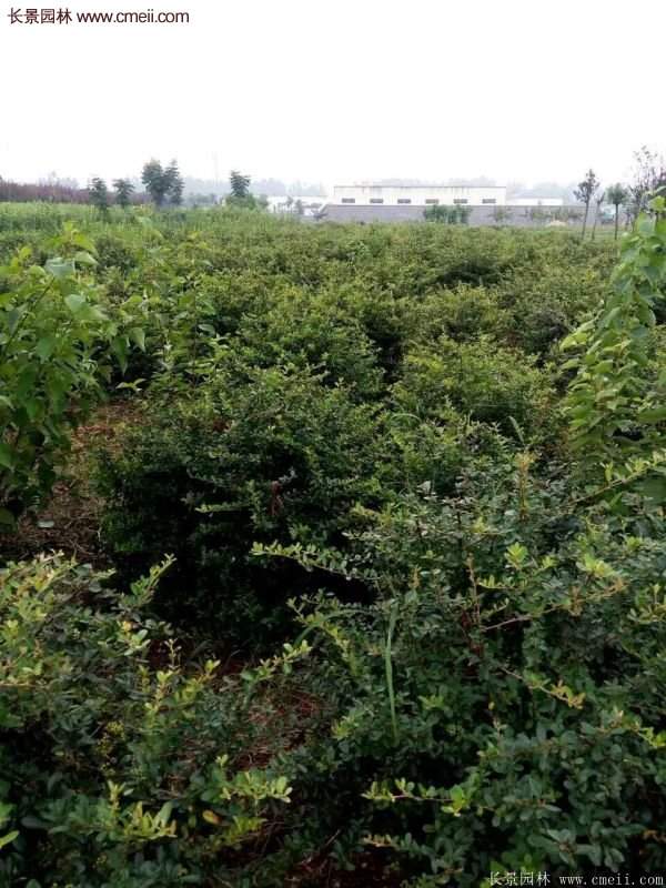 沭陽火棘苗、火棘球