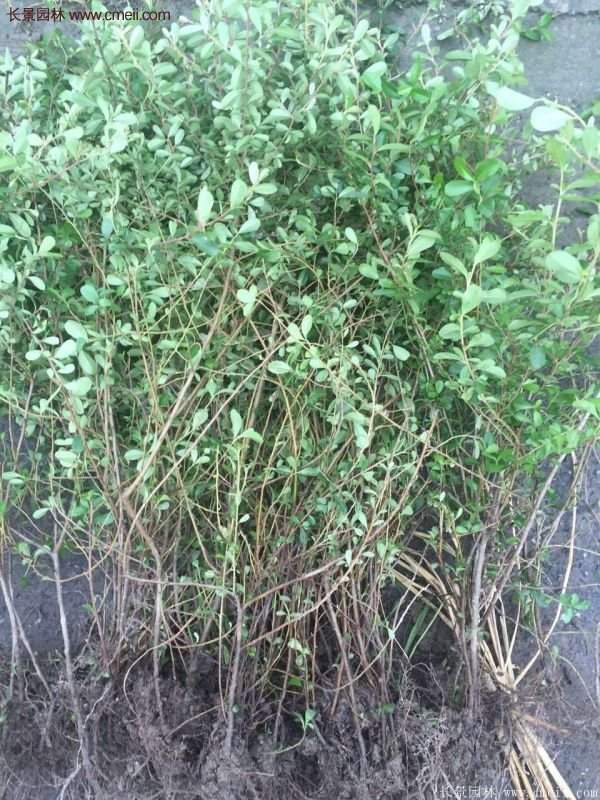 沭陽(yáng)火棘綠化