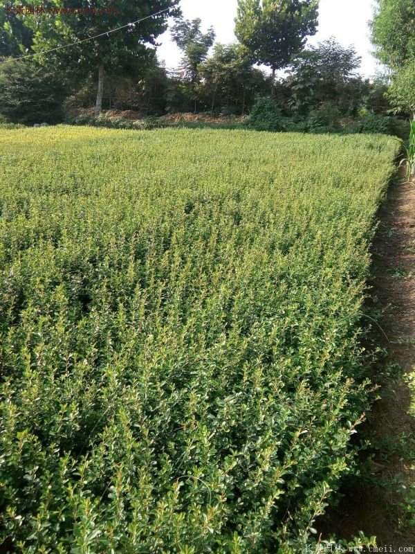 沭陽(yáng)火棘綠化