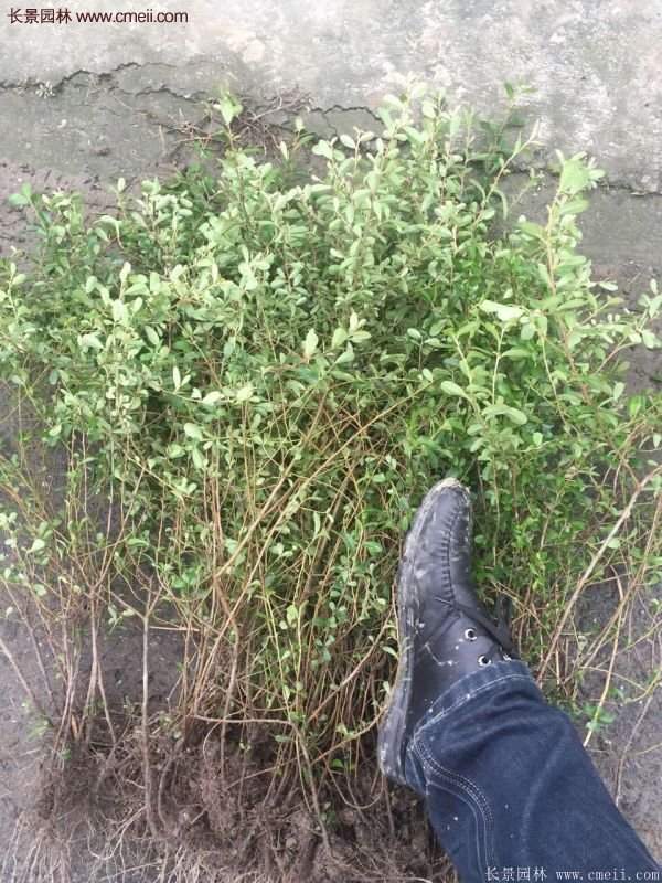 沭陽(yáng)火棘綠化