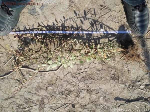 沭陽(yáng)火棘基地