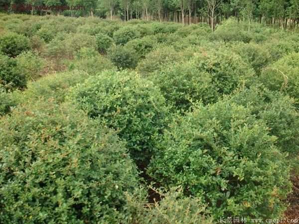 沭陽(yáng)火棘的標(biāo)準(zhǔn)