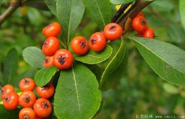 沭陽火棘苗、火棘球