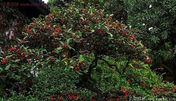 沭陽火棘苗、火棘球