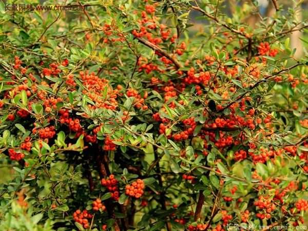 沭陽火棘苗、火棘球
