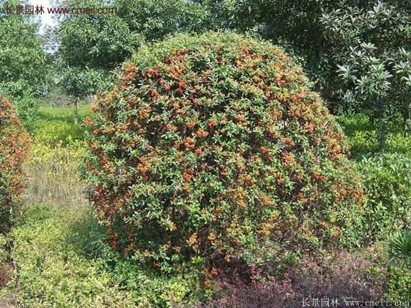 沭陽火棘苗、火棘球