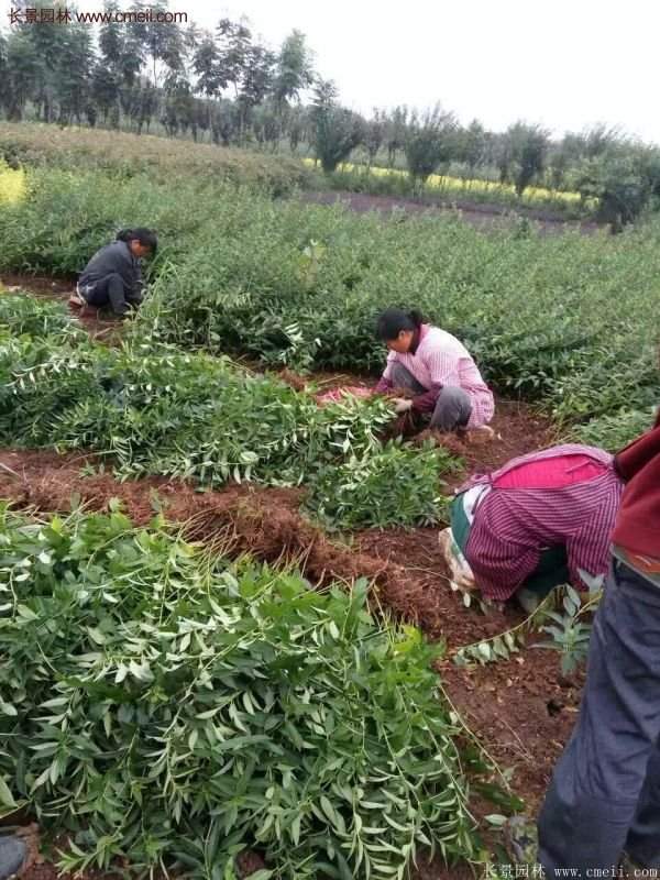 沭陽(yáng)低價(jià)連翹苗