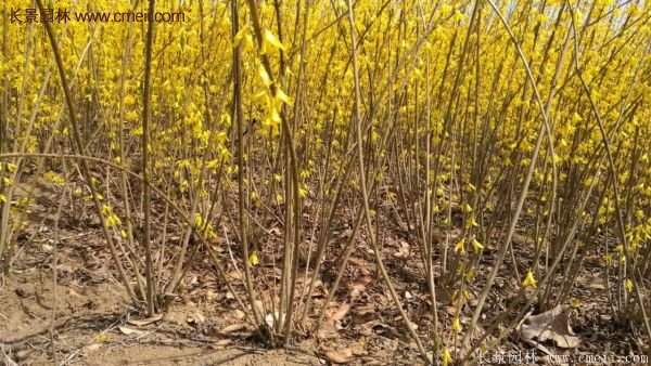 沭陽連翹苗 沭陽連翹苗