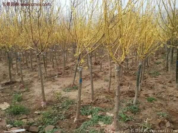 黃金槐樹(shù)苗是如何繁育的?