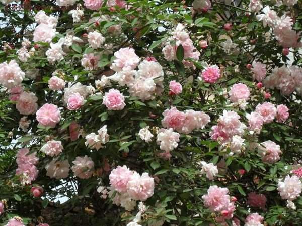 “顏值爆表”爬藤薔薇,看的心都醉了