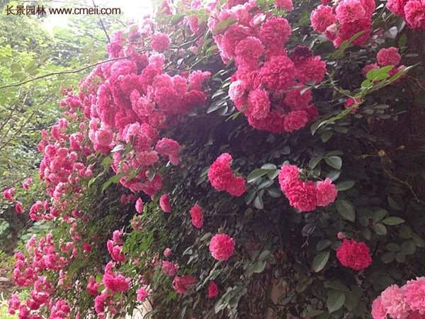 “顏值爆表”爬藤薔薇,看的心都醉了