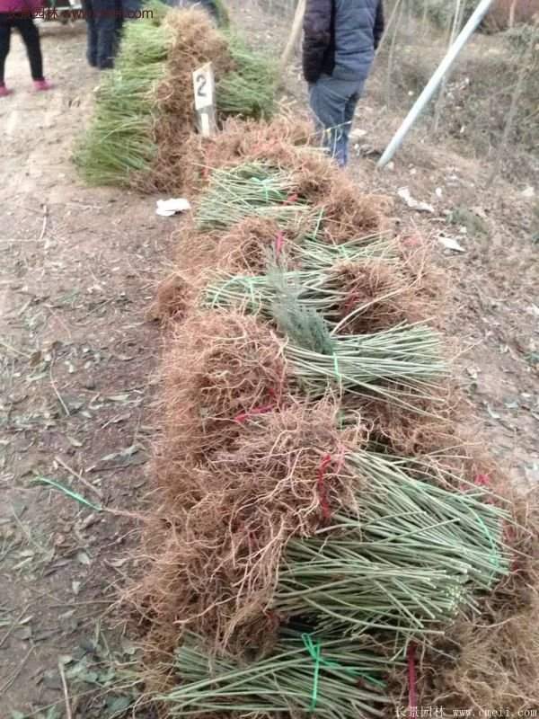 沭陽(yáng)連翹花