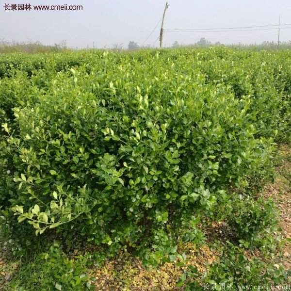 沭陽衛矛球 沭陽衛矛球