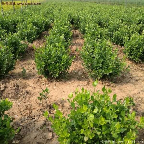 沭陽衛矛球 沭陽衛矛球