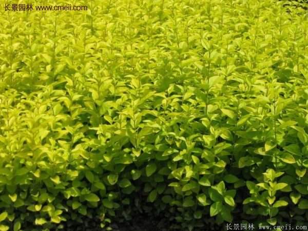 金葉女貞 金葉女貞