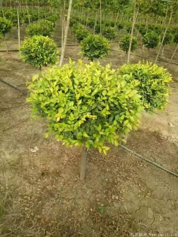 金葉女貞 金葉女貞