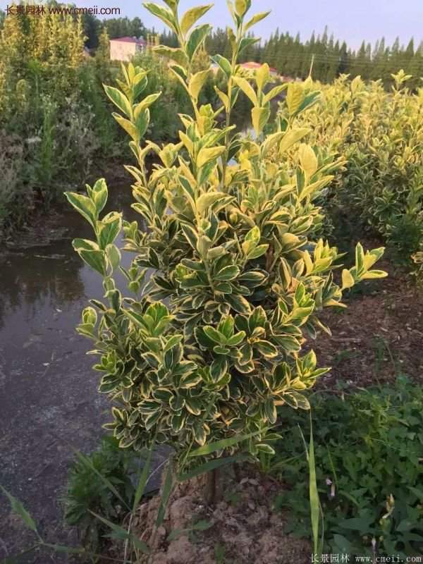 沭陽(yáng)金邊黃楊價(jià)格 沭陽(yáng)金邊黃楊價(jià)格