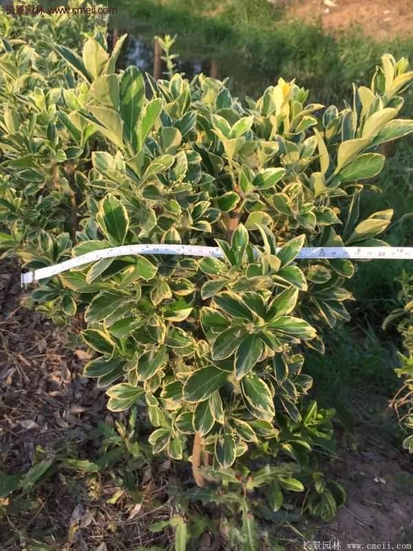 沭陽(yáng)金邊黃楊價(jià)格 沭陽(yáng)金邊黃楊價(jià)格