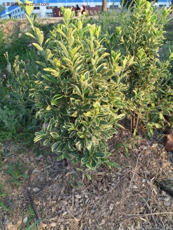 沭陽(yáng)金邊黃楊價(jià)格 沭陽(yáng)金邊黃楊價(jià)格