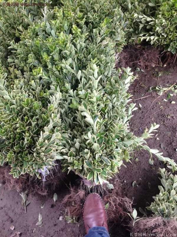 沭陽(yáng)金邊黃楊價(jià)格 沭陽(yáng)金邊黃楊價(jià)格