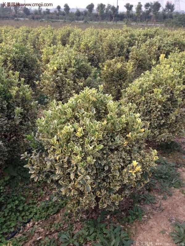 沭陽(yáng)金邊黃楊價(jià)格 沭陽(yáng)金邊黃楊價(jià)格