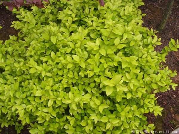 沭陽金葉女貞苗 沭陽金葉女貞苗