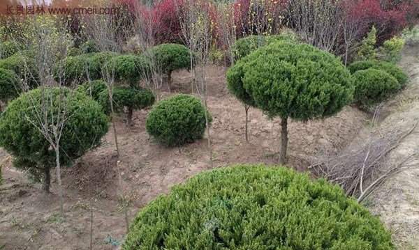 龍柏景觀樹造型