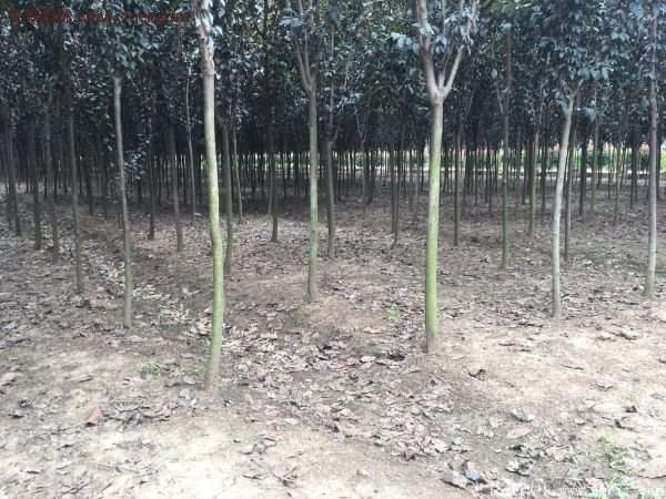 紫葉李樹(shù)苗