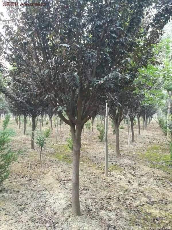 紫葉李樹(shù)苗