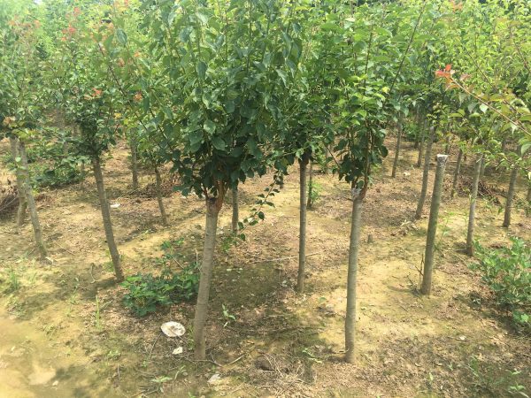 紅梅基地中的紅梅樹(shù)