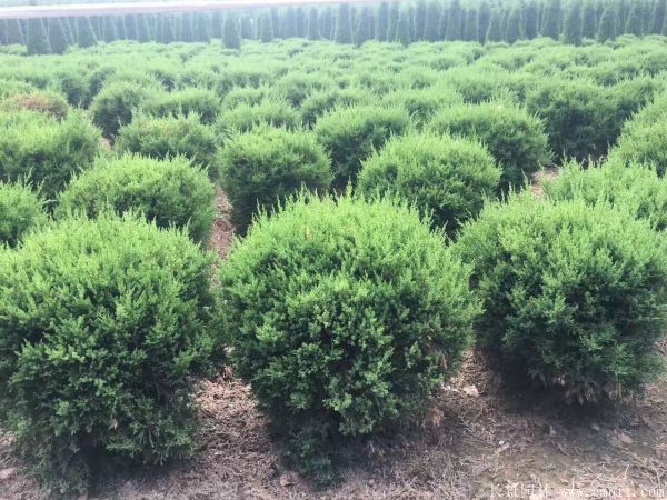 龍柏球-長(zhǎng)景園林