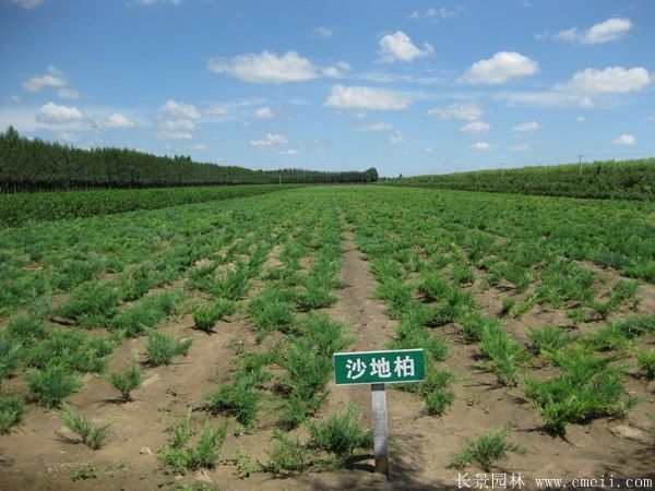 沙地柏-長(zhǎng)景園林