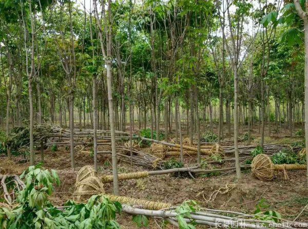 七葉樹圖片七葉樹基地實拍