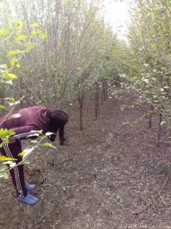 木槿花圖片基地實拍 木槿花圖片基地實拍
