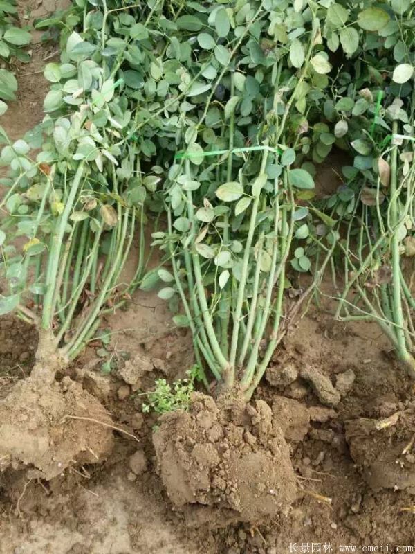 藤本月季圖片基地實拍