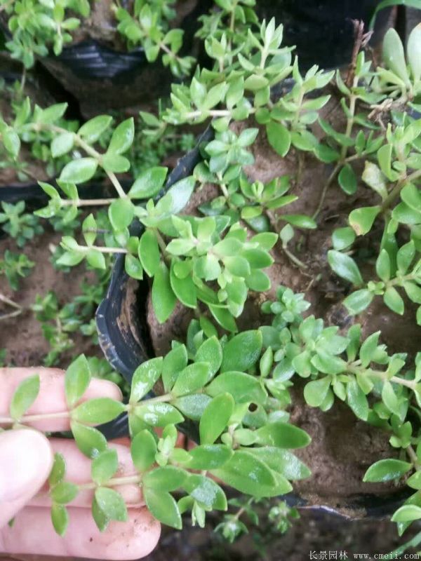 佛甲草基地實拍圖片 佛甲草基地實拍圖片