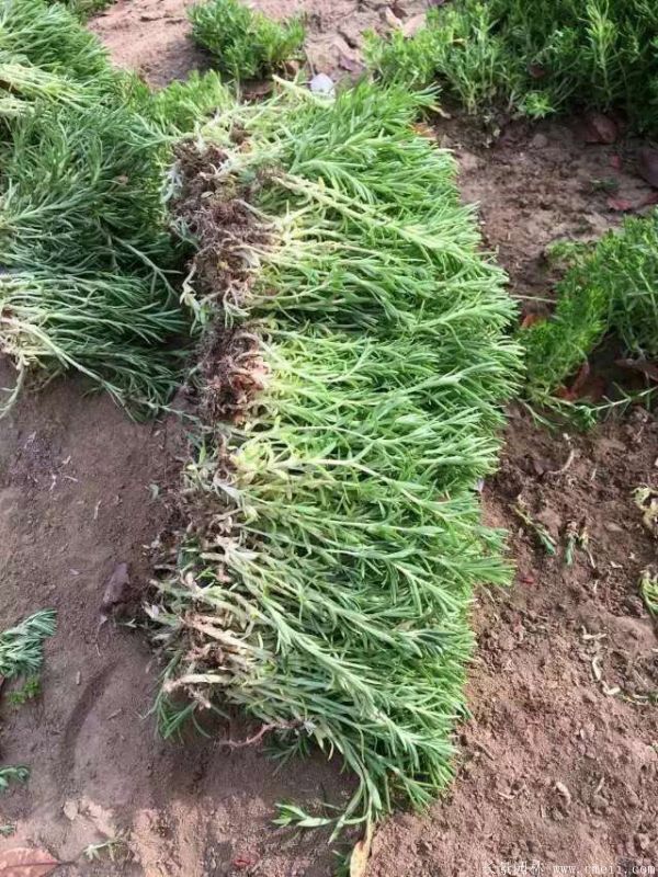 佛甲草基地實拍圖片 佛甲草基地實拍圖片