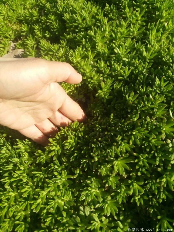 佛甲草基地實拍圖片 佛甲草基地實拍圖片