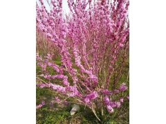 叢生紫荊多少錢一棵？