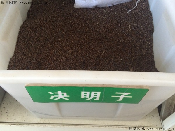決明子種子能發芽嗎