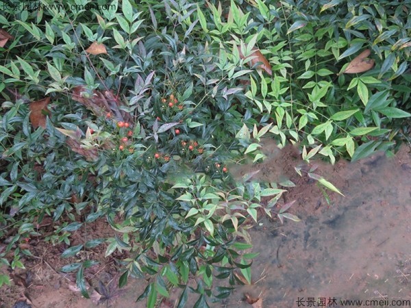 南天竹種子發芽出苗圖片