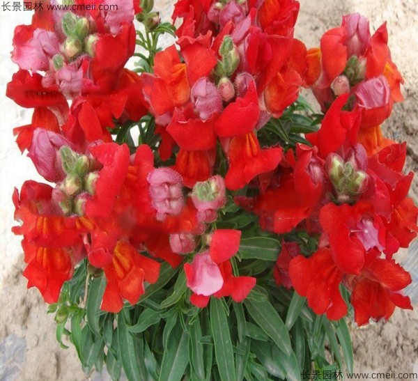 金魚草種子發(fā)芽出苗開花圖片 金魚草種子發(fā)芽出苗開花圖片