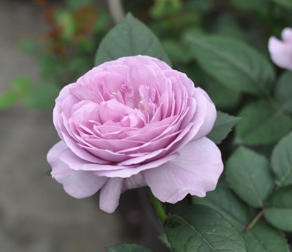 藍色風暴歐月照片