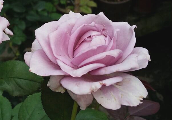 淺綠色的諾瓦利斯