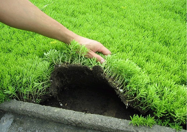 佛甲草屋頂綠化案例 佛甲草屋頂綠化案例