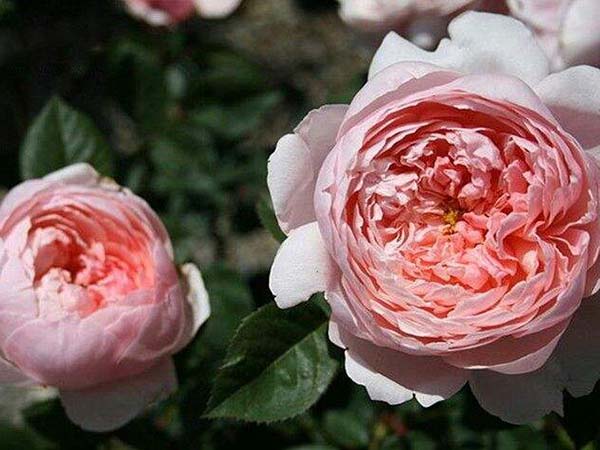 安尼克城堡月季