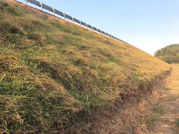 寬葉雀稗草種子 寬葉雀稗草種子