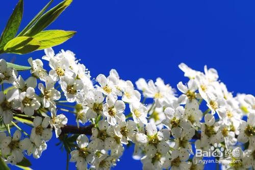 繡線菊怎么養護最合適呢？
