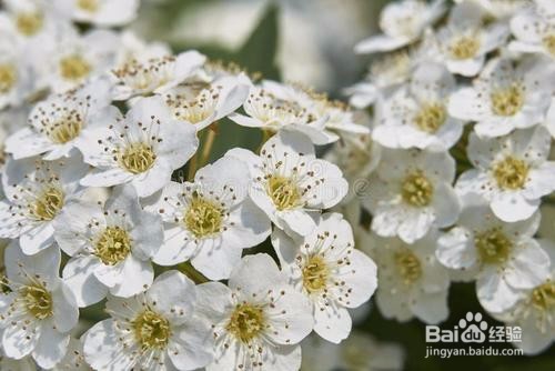 繡線菊怎么養護最合適呢？