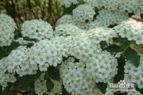 繡線菊怎么養護最合適呢？